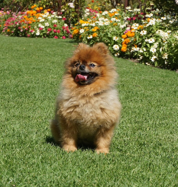 A Pomeranian’s Temperament A Pomeranian’s Temperament