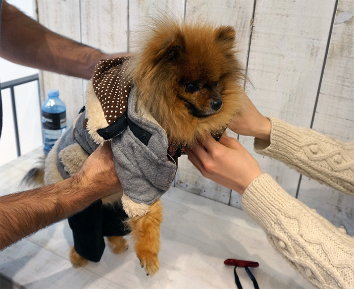 Hachi – Trendy garments for canines Hachi – Trendy garments for canines