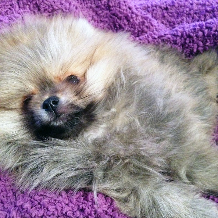 Winston the Pomeranian Winston the Pomeranian